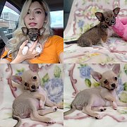 ชิวาวาน่ารักๆ