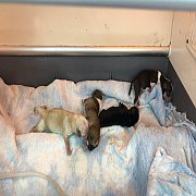 ชิวาวาขนสั้นแท้