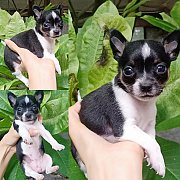 ชิวาวาขนสั้น ผญ