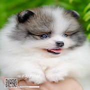 FYPOM KENNEL ขายน้อง Fy's "Fillyjonk" ,female. เพศเมีย สีปาร์ตี้ เกรดป...