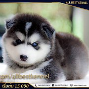 ขายไซบีเรียนฮัสกี้เกรดคุณภาพ มีทุกสีหลายคอกที่ฟาร์มallbest kennel ฟาร์มใหญ่สุดใน...