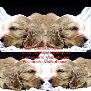 เปิดจอง อิงริสค็อกเกอร์