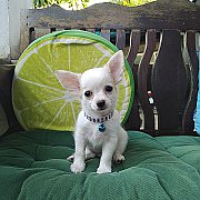 ชิวาวาขนสั้น จัดส่ง ขายแล้ว