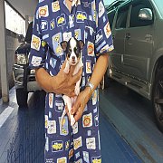 ลูกชิวาวาสวยๆ(เมีย) เกรด A ชุดที่ 99 จาก kankarn club มีจัดส่งทั่วประเทศ(กันย์เจ...