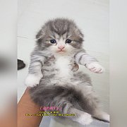 ลูกแมวสายพันธ์ สก๊อตติสโฟวหูตั้ง-หูพับ พร้อมย้ายบ้าน