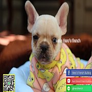 เฟรนช์บลูด็อก ลาดพร้าว 101 น่ารัก สุขภาพแข็งแรง การันตีสุขภาพ 30 วัน สอบถาม line...