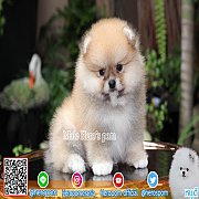 จำหน่ายปอม เกรดโชว์ สายเลือดแชมป์ (ยินดีรับบัตรเครดิตครับ) สอบถาม Line : @heropo...