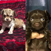 ชิวาวา..สายช็อก