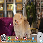 Hero'pom จำหน่ายปอมหน้าหมี สายเลือดดี รับประกันสุขภาพนาน 30 วัน Line : @heropom...