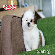 ชิสุแท้ น้องดิสนี่ย์