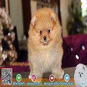 098-5566-777 ขายปอมเมอเรเนียน ปอมหน้าหมี ปอมถูก สายเลือดดี รับประกันสุขภาพนาน 30...