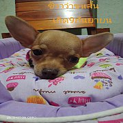 ชิวาว่าขนสั้นไซส์เล็ก