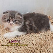 ลูกแมวสายพันธ์ สก๊อตติสโฟวหูตั้ง-หูพับ พร้อมย้ายบ้าน พร้อมวัคซีนเข็มแรก