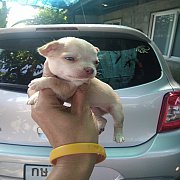 ชิวาวาขนสั้้น หาบ้าน 