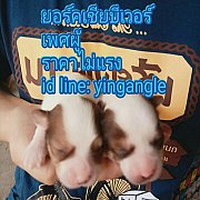 ยอร์คเชียร์บีเวอร์