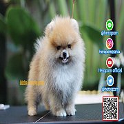 Hero's Pom ขายปอมเมอเรเนียน สีส้ม เพศผู้ อายุ 2 เดือน Orange Male 2 Months Old A...