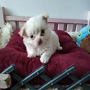 ชิวาวาขนยาว จัดส่ง 