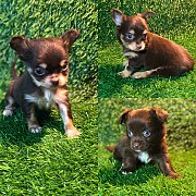 ชิวาวา. สายช็อก