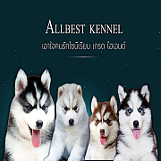 ไซบีเรียนคุณภาพอันดับ1ในไทย ที่มีสุนัขให้เลือกมากที่สุด Allbestk.com 