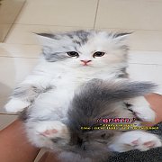 ลูกแมวสายพันธ์ สก๊อตติสโฟว+เปอเซีย หูตั้ง พร้อมย้ายบ้าน