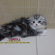 ลูกแมวสายพันธ์ สก๊อตติสโฟวหูตั้ง-หูพับ พร้อมย้ายบ้าน