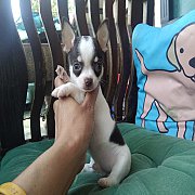 ชิวาวาขนสั้น หาบ้าน ผู้ ขายแล้ว