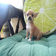 ชิวาวาขนสั้น หาบ้าน ขายแล้ว