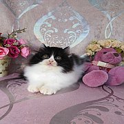 👑น้องโคนมคนสวยพร้อมย้ายบ้านค่ะ👑
