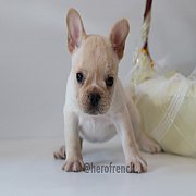 เฟรนช์บลูด็อก เพศเมียสีครีม หน้าสั้น ใบหูสั้น ขี้เล่น น่ารัก ทรงสวย อายุ 2 ดือน 