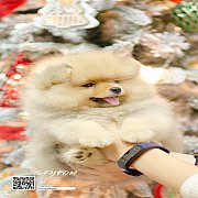 FYPOM KENNEL ขายน้อง Fy's "Lazlo" ,male. เพศผู้ สีส้ม เกรดเลี้ยงเล่น ห...