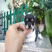 ชิวาวาขนสั้น หาบ้าน ผู้ ขายแล้ว