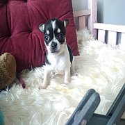 ชิวาวาขนสั้น หาบ้าน  ขายแล้ว