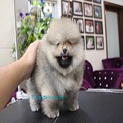 **Heropom** ขายปอมเมอเรเนียน สีส้ม เพศผู้ หน้าหมี ๆ ขนฟู ๆ แน่น ๆ สายเลือดแชมป์...