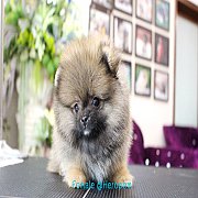 ขายปอมเมอเรเนียน ใบเพ็ดเต็ม สายเลือดดี ทรงสวย สอบถามเพิ่มเติมที่ Line :@heropom...