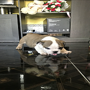 ลูกบลูด็อก 3 สี น่ารักๆ วัคซีนครบ 3 เข็ม อยู่ จ.ชลบุรี สนใจโทร 081-7479695  ราคา...