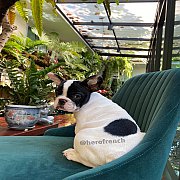 เฟรนช์บลูด็อก เพศผู้ สีขาวดำ หน้าสั้น ใบหูสั้น ขี้เล่น น่ารัก ทรงสวย อายุ 2 ดือน...