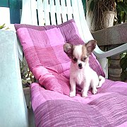 ชิวาวา หาบ้าน ขายแล้ว