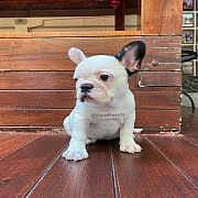 เฟรนช์บลูด็อก เพศเมีย สีขาวดำ หน้าสั้น ใบหูสั้น ขี้เล่น น่ารัก ทรงสวย อายุ 2 ดือ...