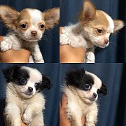 ชิวาวา สายแท้