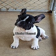 ลูกสุนัข French Bulldog คุณภาพระดับประกวด 