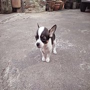 ชิวาวาขนสั้น จัดส่ง ขายแล้ว