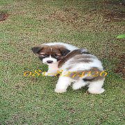 ลูกสุนัขบางแก้ว เพศผู้ "ขนหนา ขาใหญ่ ใจดี" มีทุกสี