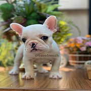 ขายเฟรนช์บลูด็อก น่ารักมากๆ หน้าสั้น ใบหูสั้น  ทรงสวย อายุ 2 ดือน สุขภาพแข็งแรง...