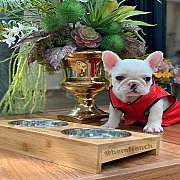 ขายเฟรนช์บลูด็อก น่ารักมากๆ หน้าสั้น ใบหูสั้น เ ทรงสวย อายุ 2 ดือน สุขภาพแข็งแรง...