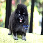 Hero'pom จำหน่ายปอมหน้าหมี สายเลือดดี รับประกันสุขภาพนาน 30 วัน Line : @heropom...