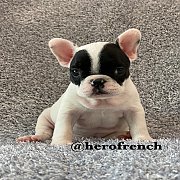 ขายเฟรนช์บลูด็อก หน้าสั้น ใบหูสั้น ทรงสวย อายุ 2 ดือน สุขภาพแข็งแรง ยินดีรับบัตร...