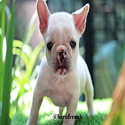 เฟรนช์บลูด็อก เพศผู้ สีครีม หน้าสั้น ใบหูสั้น โครงสร้างดี ทรงสวย อายุ 2 ดือน 