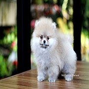 Hero's pom ขายปอมเมอเรเนียน สีส้ม เพศเมียอายุ 2 เดือน สอบถาม Line : @heropom, 09...