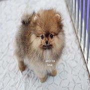 Hero's pom ขายปอมเมอเรเนียน สีส้ม เพศเมีย อายุ 2 เดือน สอบถาม Line : @heropom, 0...