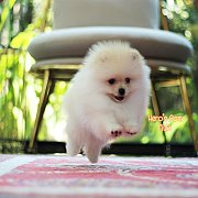 Hero's pom ขายปอมเมอเรเนียน สีครีม เพศผู้ อายุ 2 เดือน สอบถาม Line : @heropom, 0...